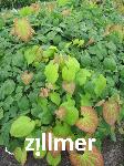 Epimedium warleyense x 'Orangekoenigin' -1-