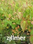 Epimedium warleyense x 'Orangekoenigin' -2-