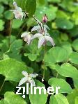 Epimedium youngianum x 'Typ Zillmer'