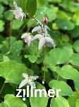 Epimedium youngianum x 'Typ Zillmer'