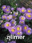 Erigeron 'Dunkelste Aller'