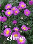 Erigeron 'Foersters Liebling'