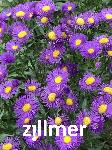 Erigeron 'Nachthimmel'