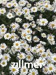 Erigeron 'Sommerneuschnee'