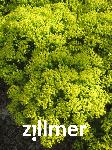 Euphorbia cyparissias 'Fens Ruby' -2-