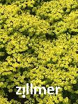 Euphorbia cyparissias 'Tall Boy' -2-