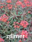 Euphorbia griffithii 'Fireglow'