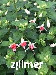 Fuchsia magellanica 'Galadriel'