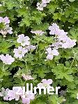 Geranium DREAMLAND 'bremdream' -S-