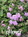 Geranium dalmaticum