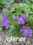 Geranium gracile 'Sirak'