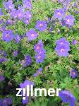 Geranium himalayense 'Gravetye'