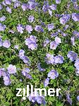 Geranium himalayense 'Irish Blue'