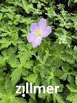 Geranium maculatum 'Vickie Lynn' -2-