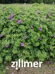 Geranium sanguineum 'Tiny Monster' -2-