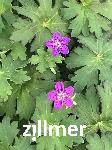 Geranium wlassovianum 'Lakwijk Star'