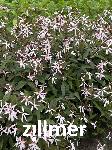 Gillenia trifoliata 'Pink Profusion'