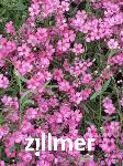 Gypsophila repens 'Rosea Compacta'