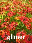 Helenium 'Baudirektor Linne'