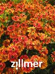 Helenium 'Flammendes Kaetchen'