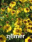 Helenium 'Gelbe Waltraut'