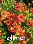 Helenium 'Kupferziegel'