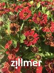Helenium 'Salsa' -S-