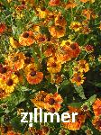 Helenium 'Waltraut'