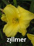 Hemerocallis 'African Timber'