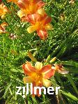 Hemerocallis 'Frans Hals'