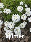 Iberis sempervirens 'Alexander's White'