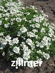 Iberis sempervirens 'Schneeflocke'
