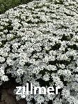 Iberis sempervirens 'Weisser Zwerg'