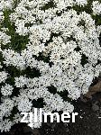 Iberis sempervirens 'Zwergschneeflocke'