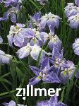 Iris ensata 'Aquamarin'