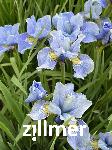 Iris sibirica 'Himmel von Komi'