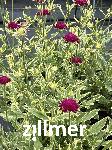 Knautia macedonica 'Thunder and Lightning'