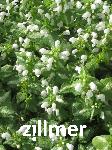 Lamium maculatum 'Album'