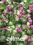 Lamium maculatum 'Beacon Silver'