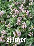 Lamium maculatum 'Pink Pewter'