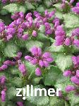 Lamium maculatum 'Sterling Silver'