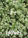 Lamium maculatum 'White Nancy'
