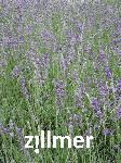 Lavandula angustifolia 'Atropurpurea'