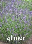 Lavandula angustifolia 'Beate'