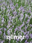 Lavandula angustifolia 'Middachten'
