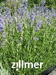 Lavandula angustifolia 'Munstead' veg.