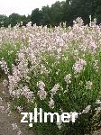 Lavandula angustifolia 'Pink Hidcote'