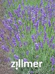 Lavandula angustifolia 'Twickle Purple'