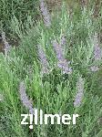 Lavandula intermedia x 'Fragrant Memories'
