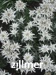 Leontopodium alpinum 'Mont Blanc' -S-